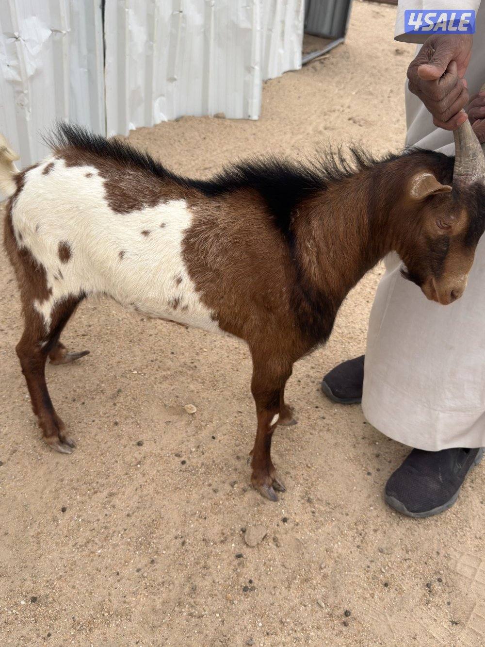 تيس جيكي العمر فوق السنه بيع سمح1