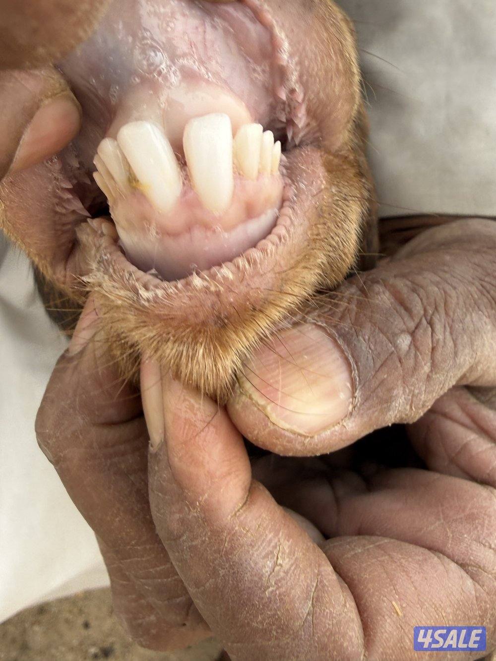 تيس جيكي العمر فوق السنه بيع سمح2