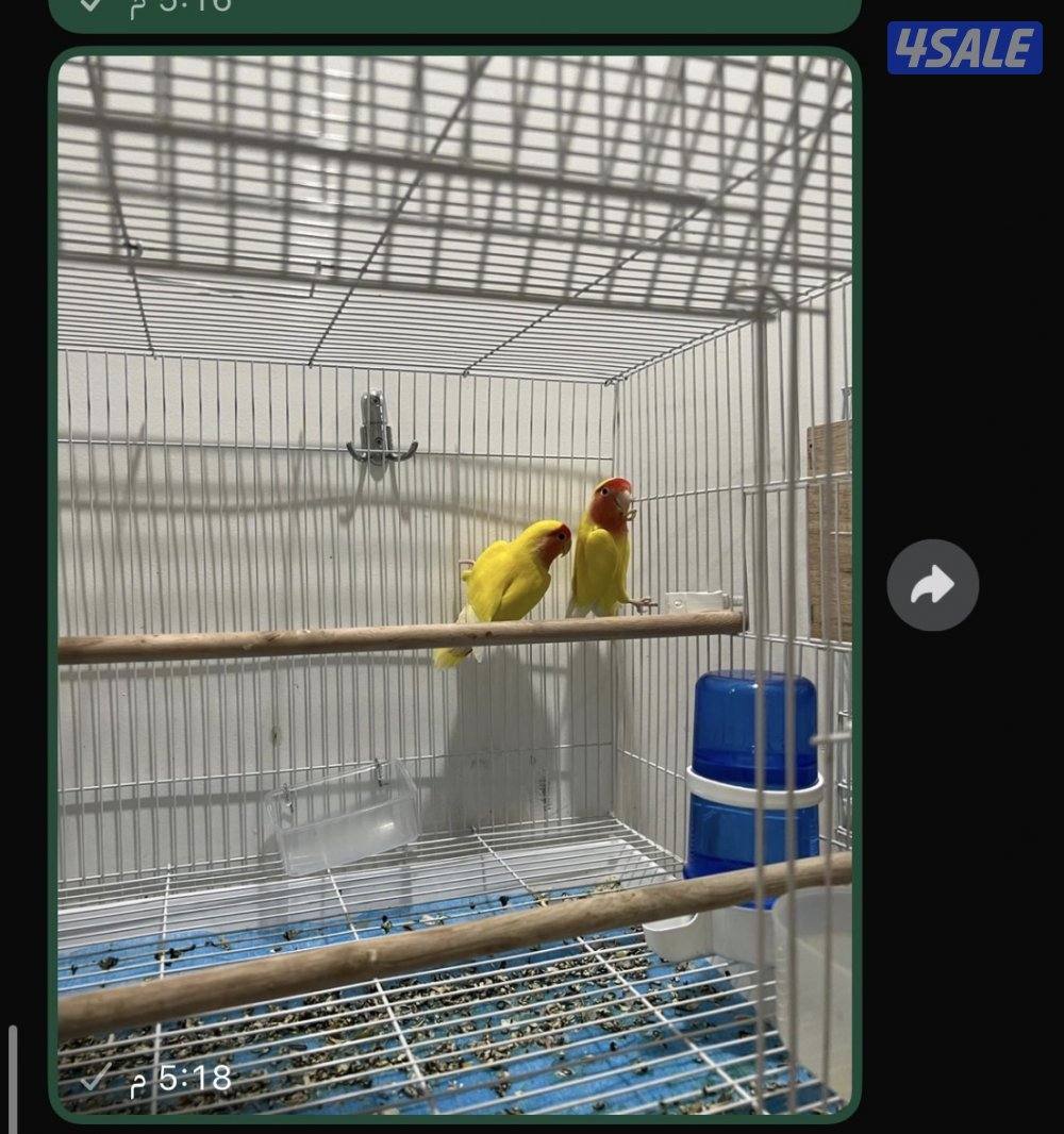 متوفر زوج كوكتيل ولوف بيرد وبادجي وفحول لوف بيرد لاتينو0