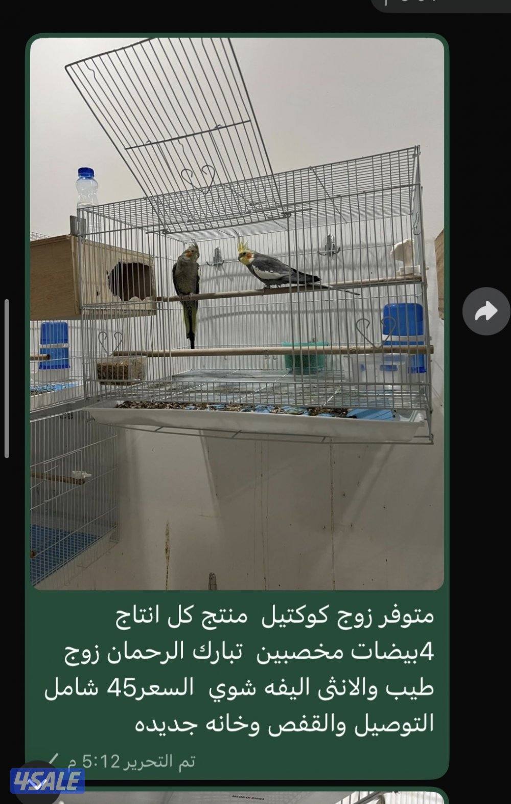 متوفر زوج كوكتيل ولوف بيرد وبادجي وفحول لوف بيرد لاتينو1