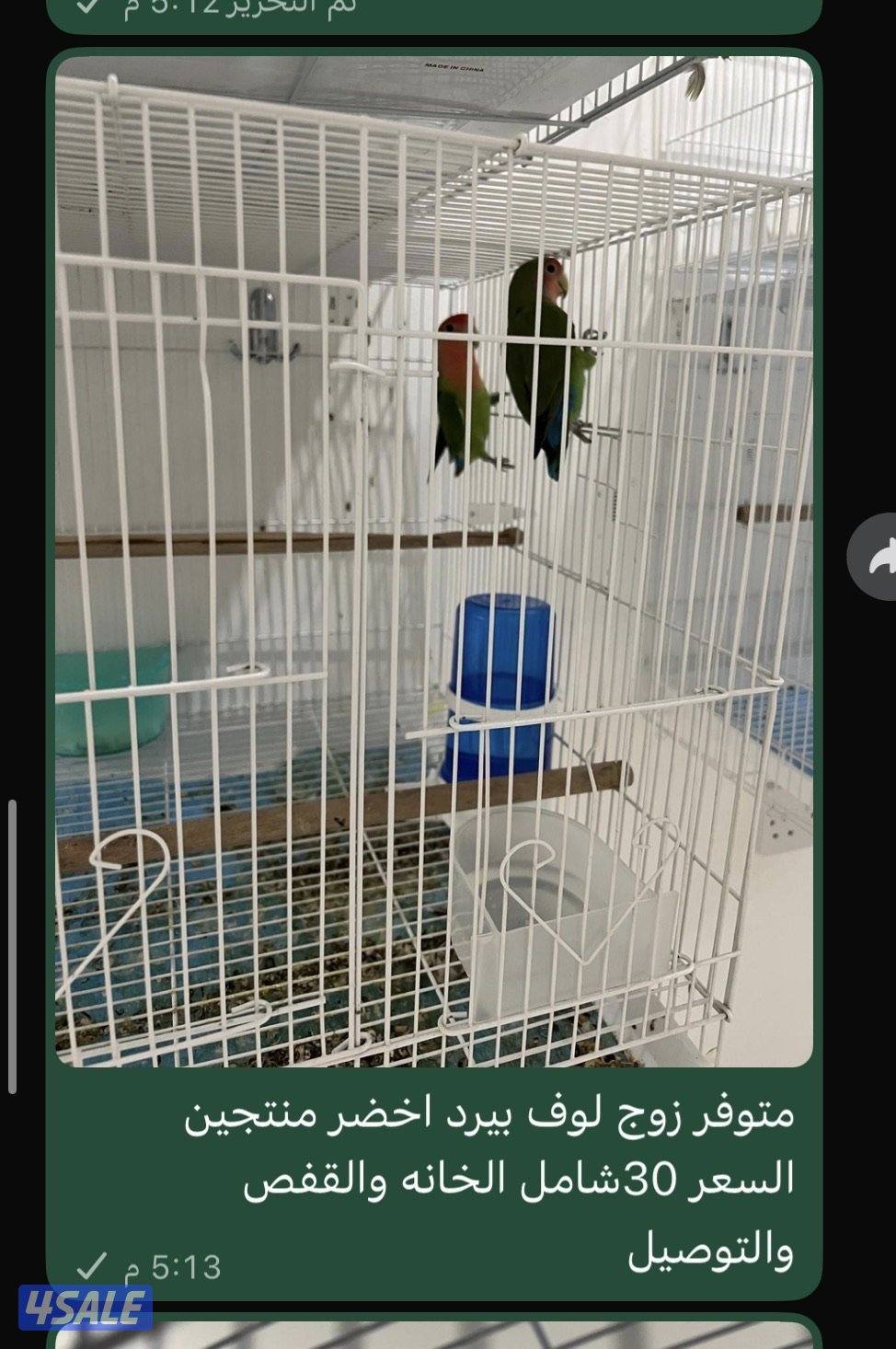 متوفر زوج كوكتيل ولوف بيرد وبادجي وفحول لوف بيرد لاتينو2