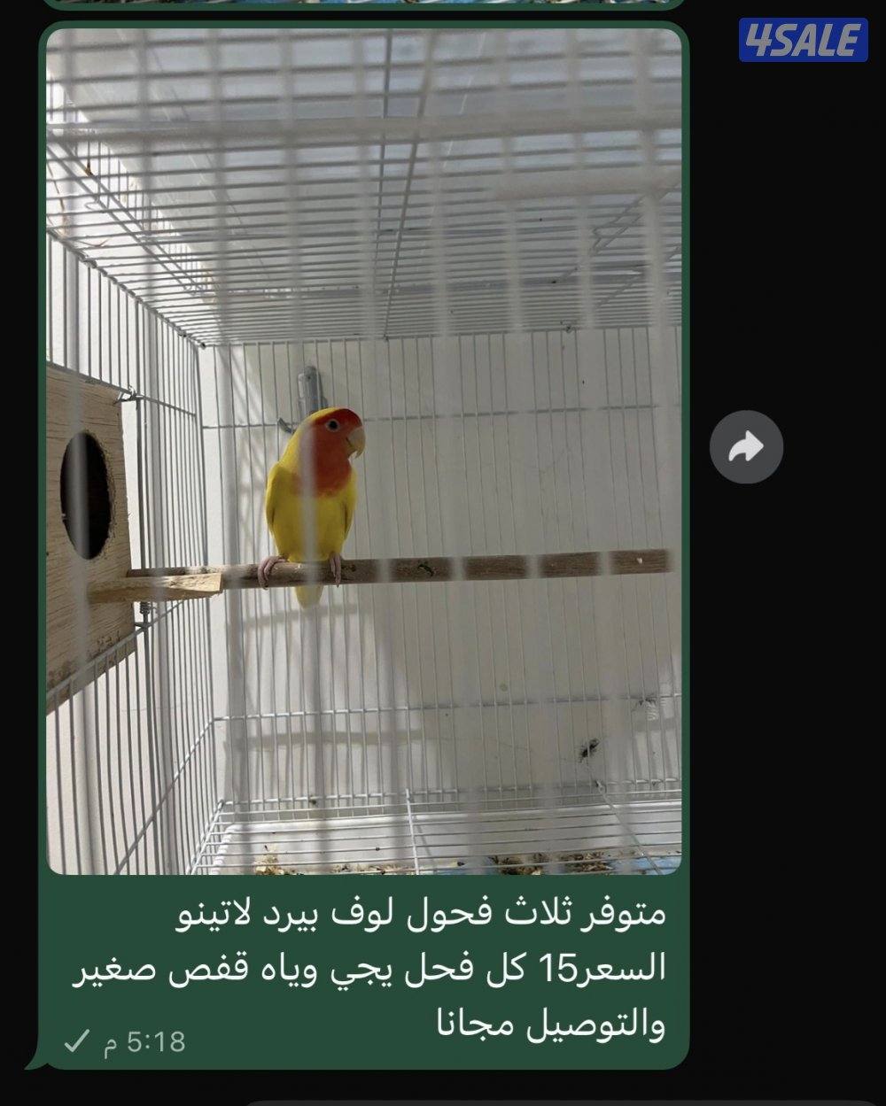 متوفر زوج كوكتيل ولوف بيرد وبادجي وفحول لوف بيرد لاتينو3