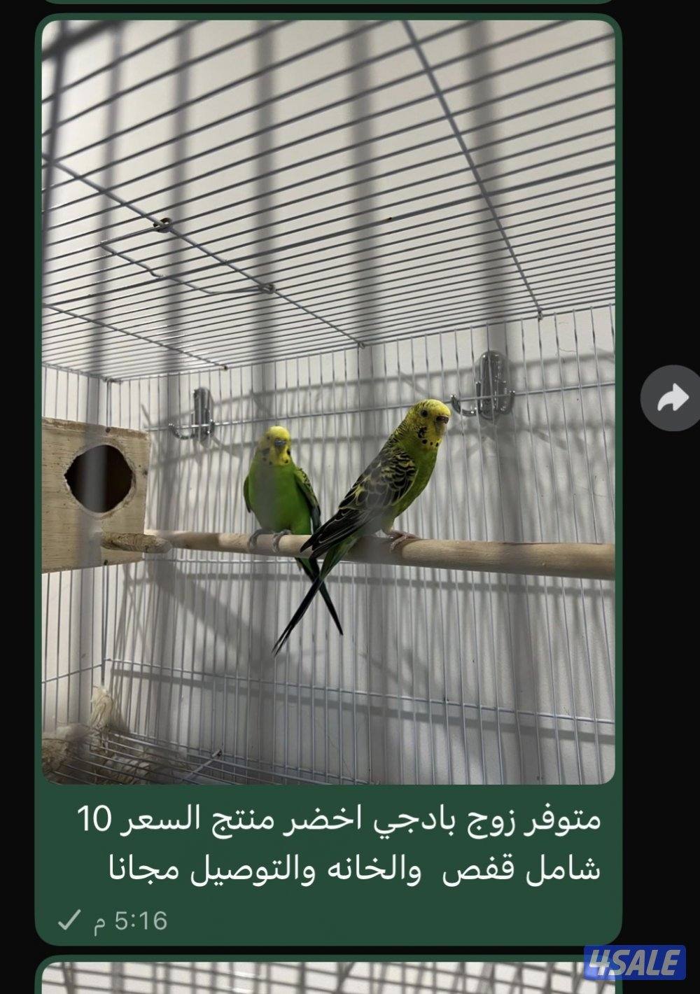 متوفر زوج كوكتيل ولوف بيرد وبادجي وفحول لوف بيرد لاتينو4