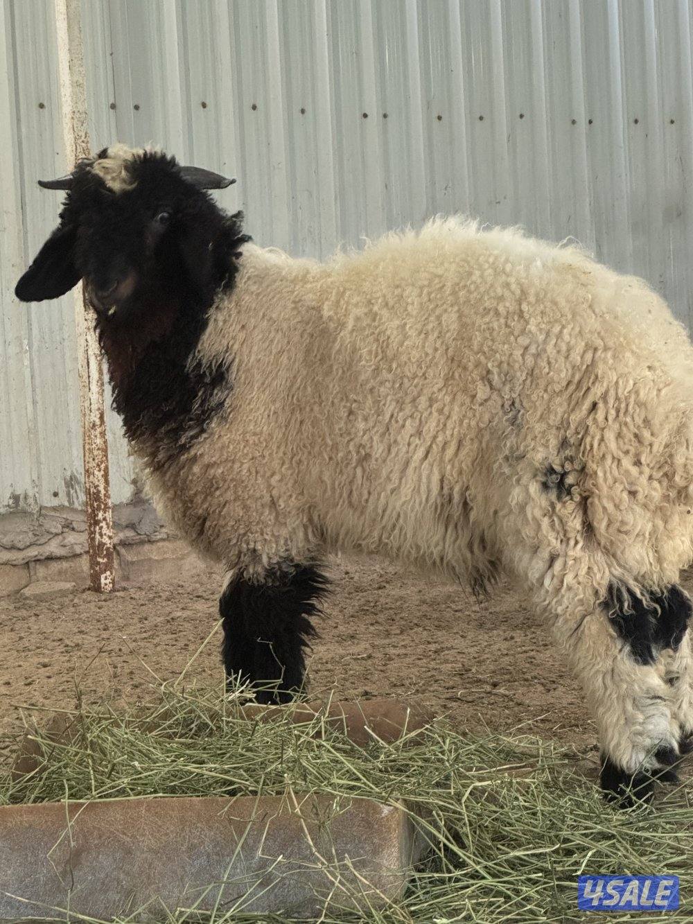 طلي نعيمي عمر 3 شهور0