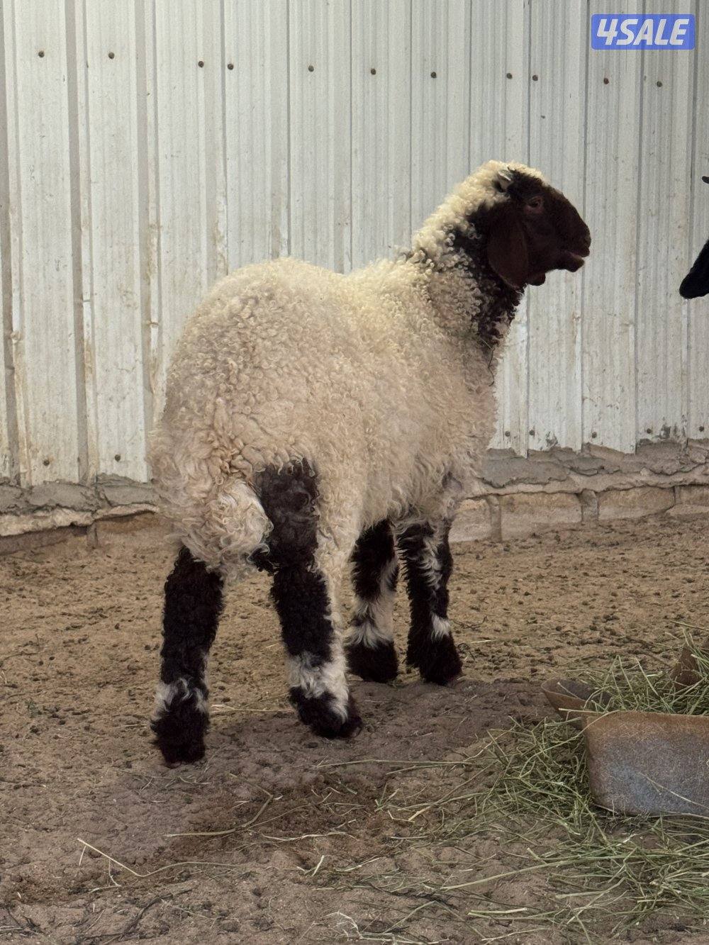 طلي نعيمي عمر 3 شهور1