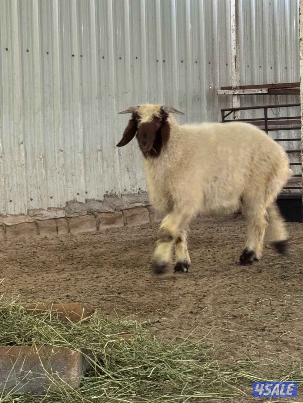 طلي نعيمي عمر 3 شهور2