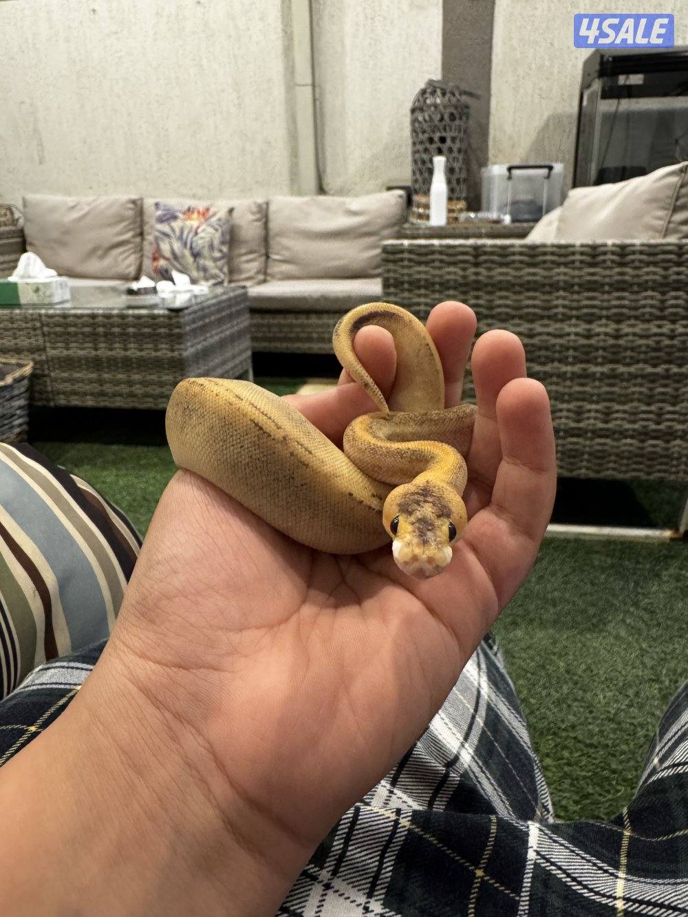 (ثعبان) حيه للبيع0