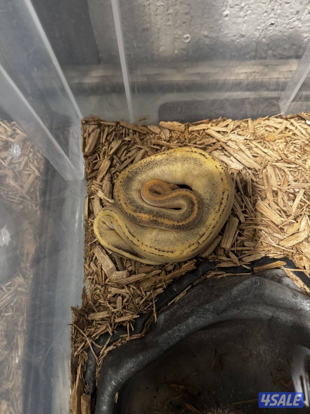 (ثعبان) حيه للبيع1