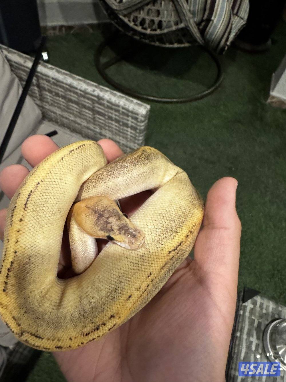 (ثعبان) حيه للبيع2