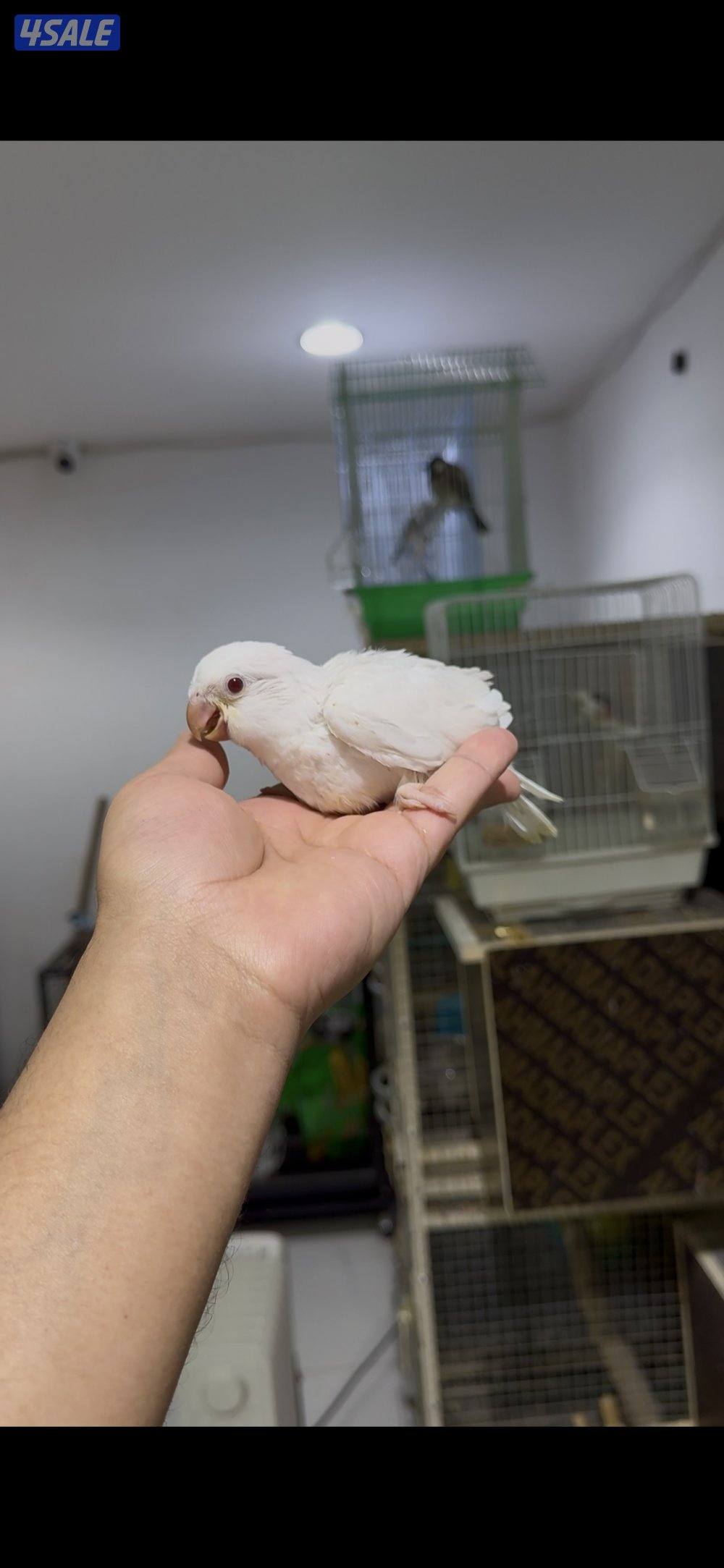 🐣طيور ناطقة🐣0