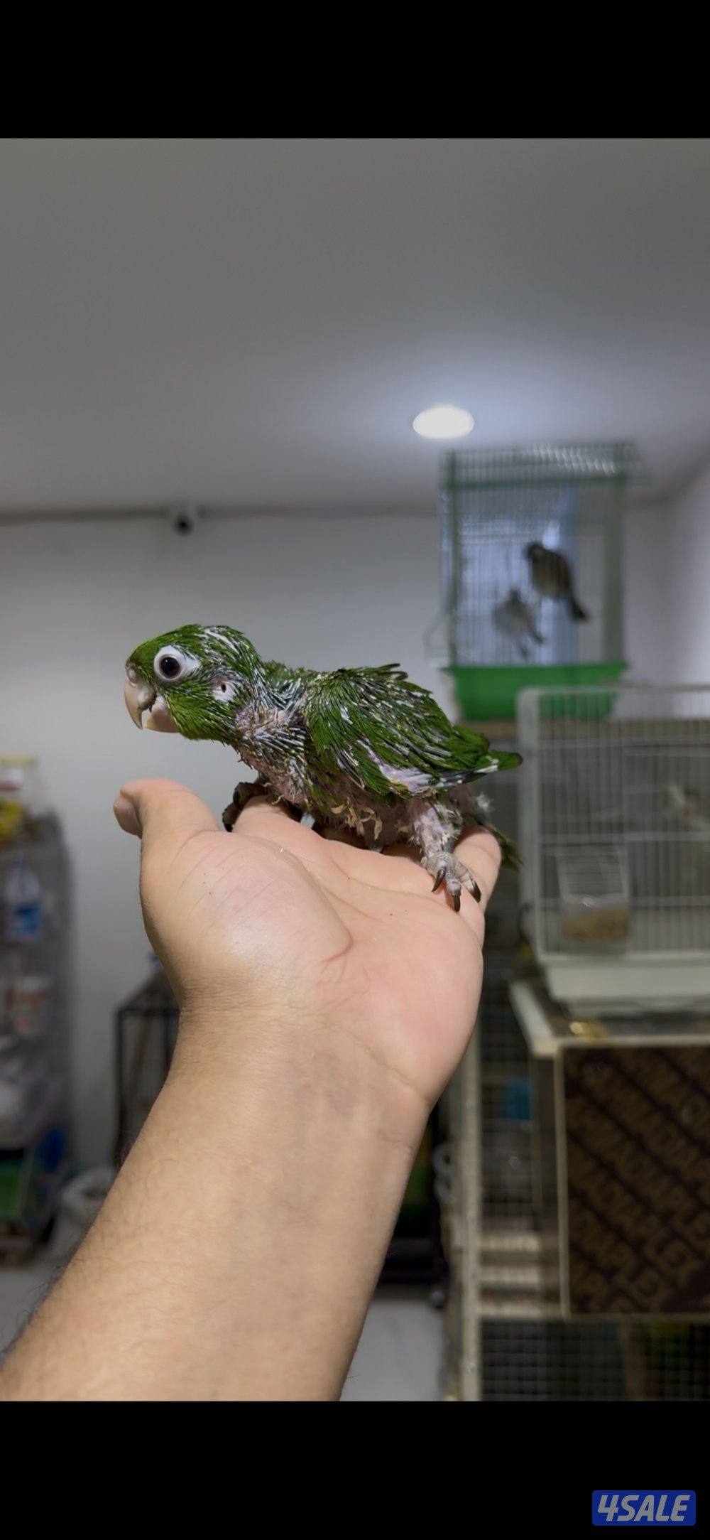 🐣طيور ناطقة🐣2