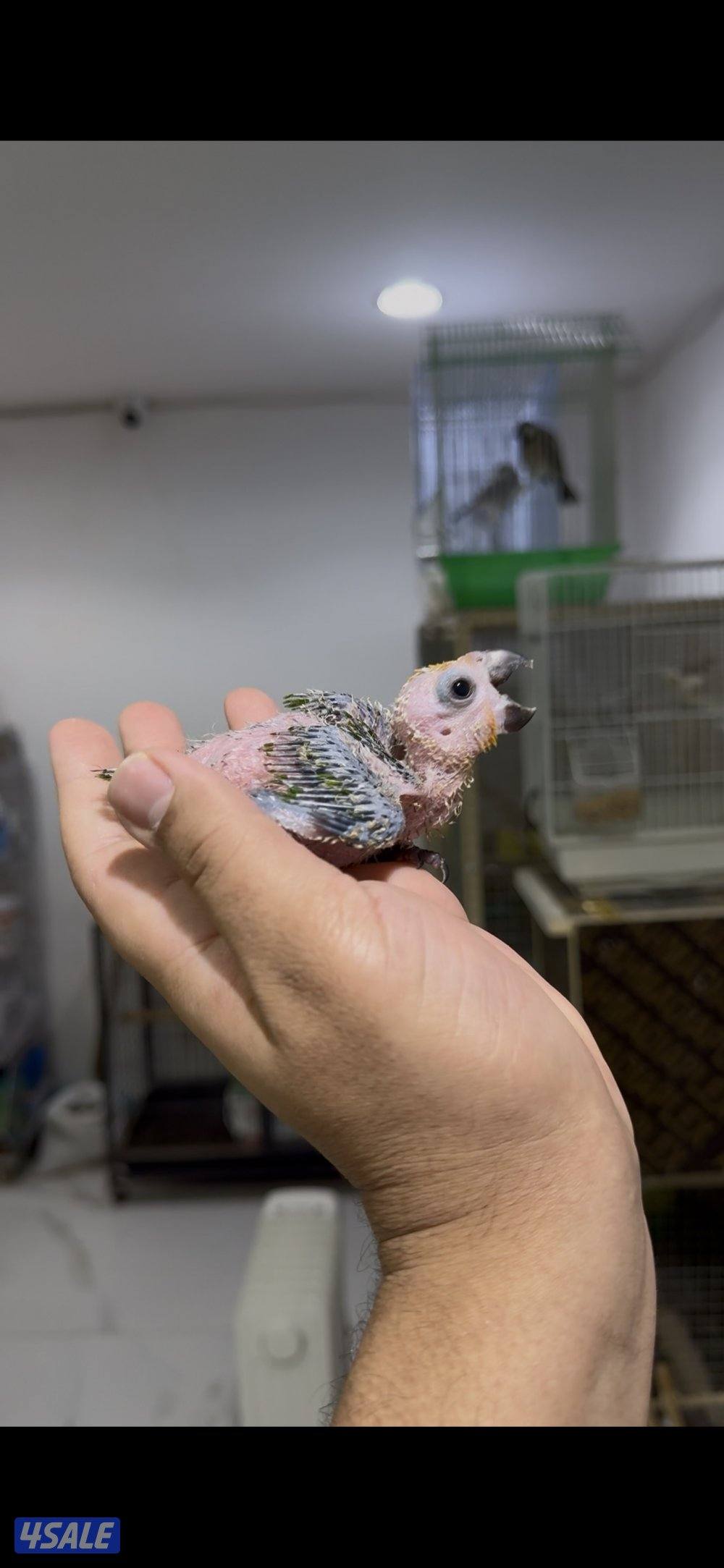 🐣طيور ناطقة🐣3