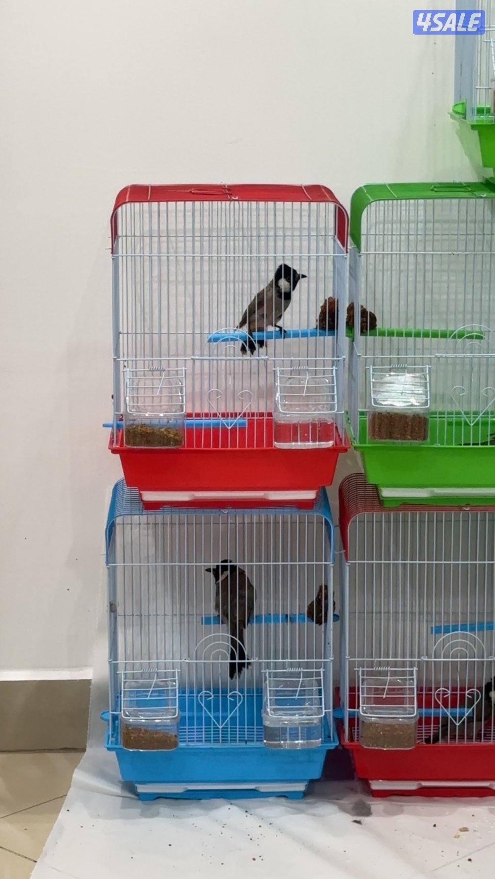 بلالبل احجام كبيره0