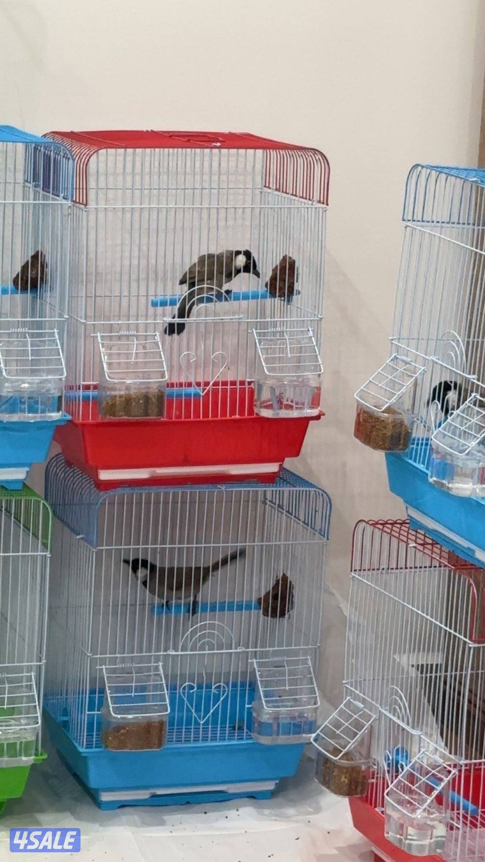 بلالبل احجام كبيره1