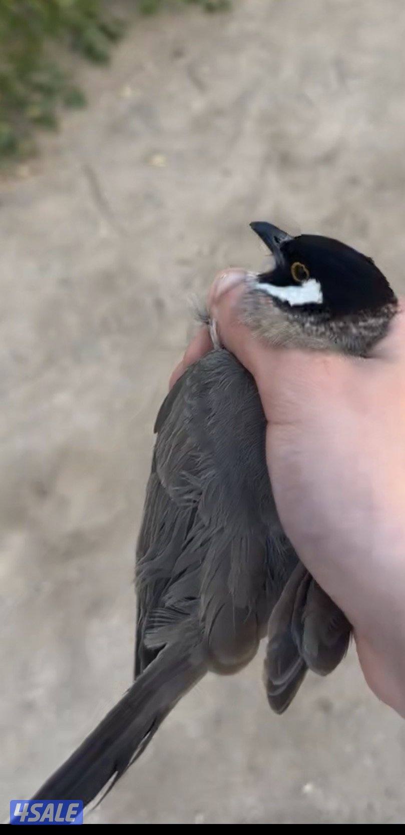 بلالبل احجام كبيره2