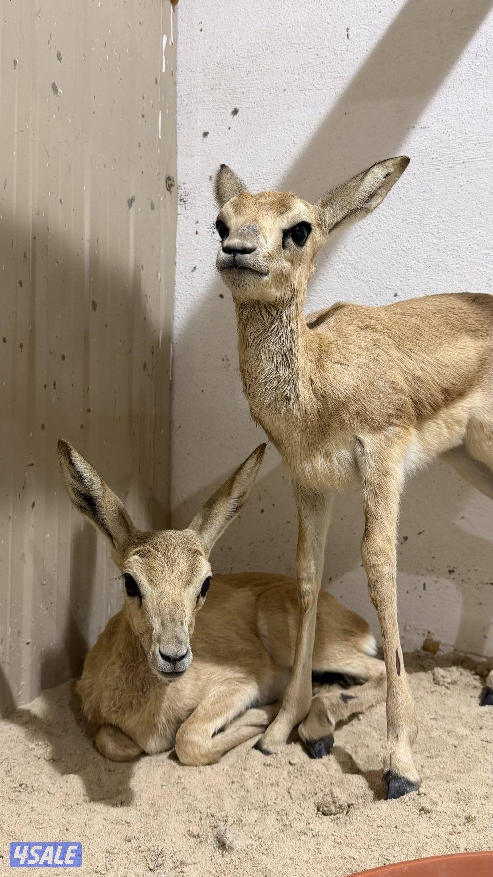 غزلان للبيع على السوم … لايدق إلا الصامل0