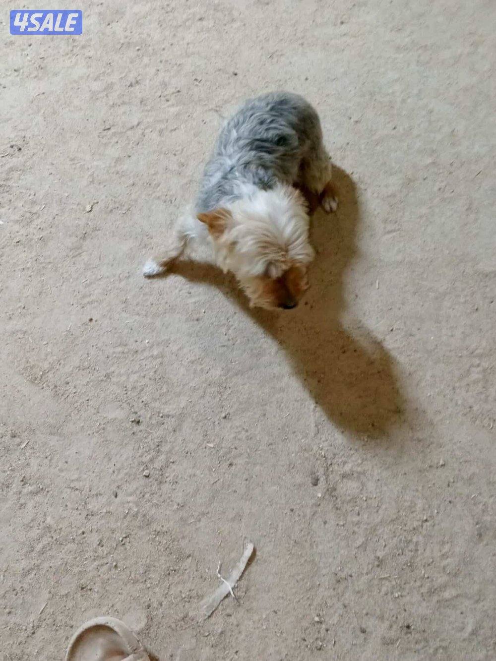 للبيع يوريك شير بيعة سريعة2