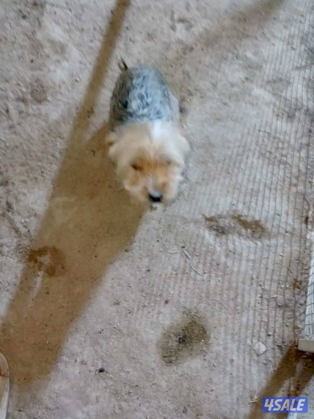 للبيع يوريك شير بيعة سريعة3