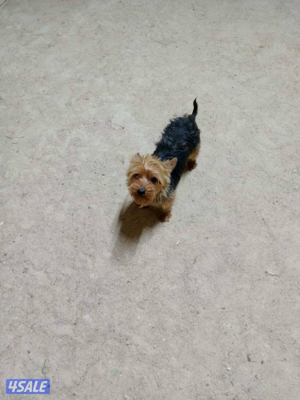 للبيع يوريك شير بيعة سريعة4