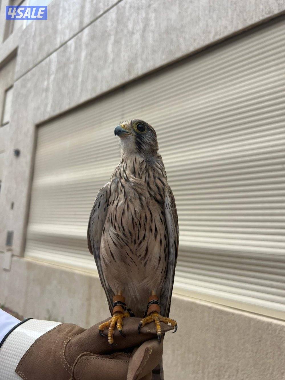 طيور صغيره جارحه0