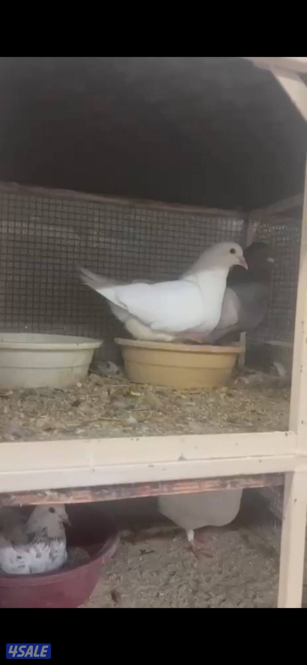 للبيع ازواج حمام لاحم الوزان تراكيب حمام نظيف ومطعم شرط الصحه9ازواج و1