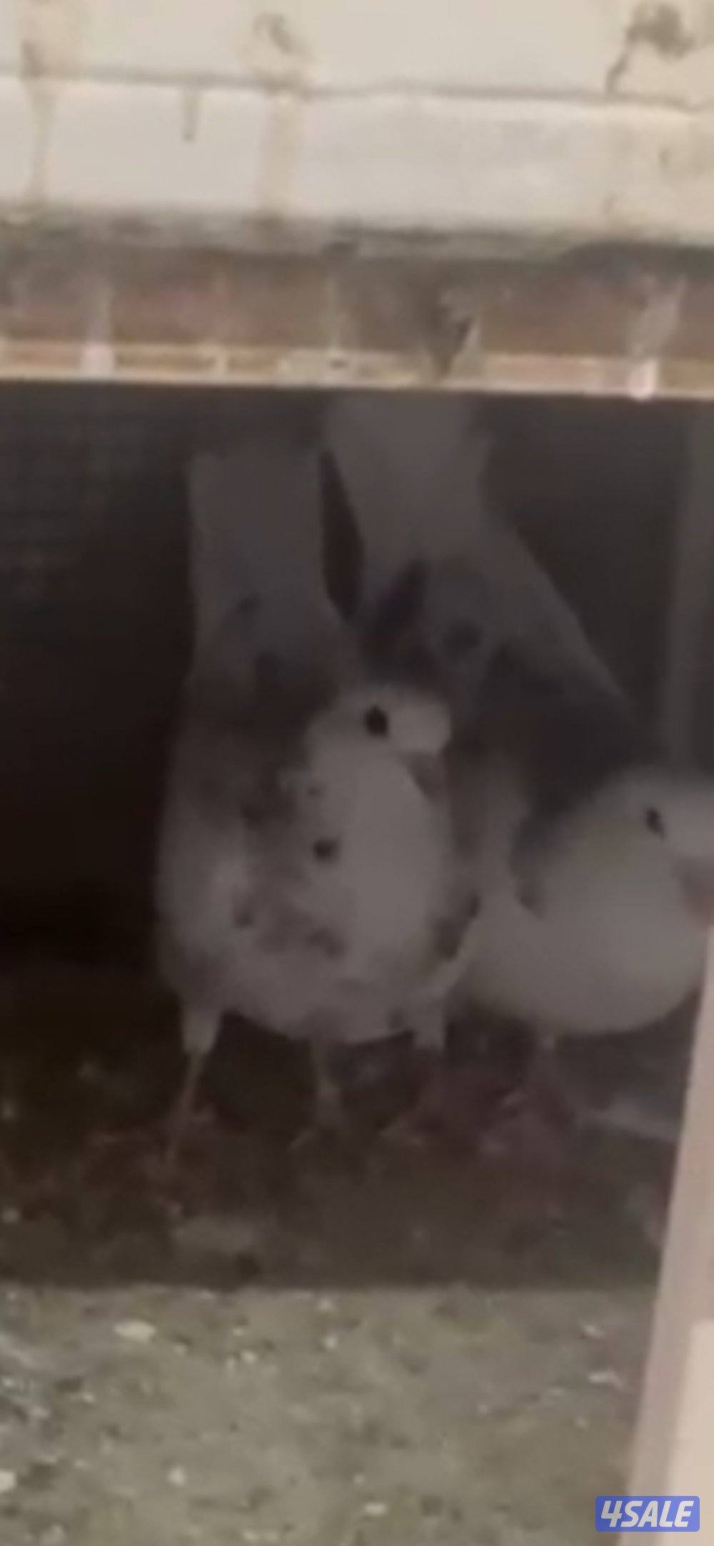 للبيع ازواج حمام لاحم الوزان تراكيب حمام نظيف ومطعم شرط الصحه9ازواج و2