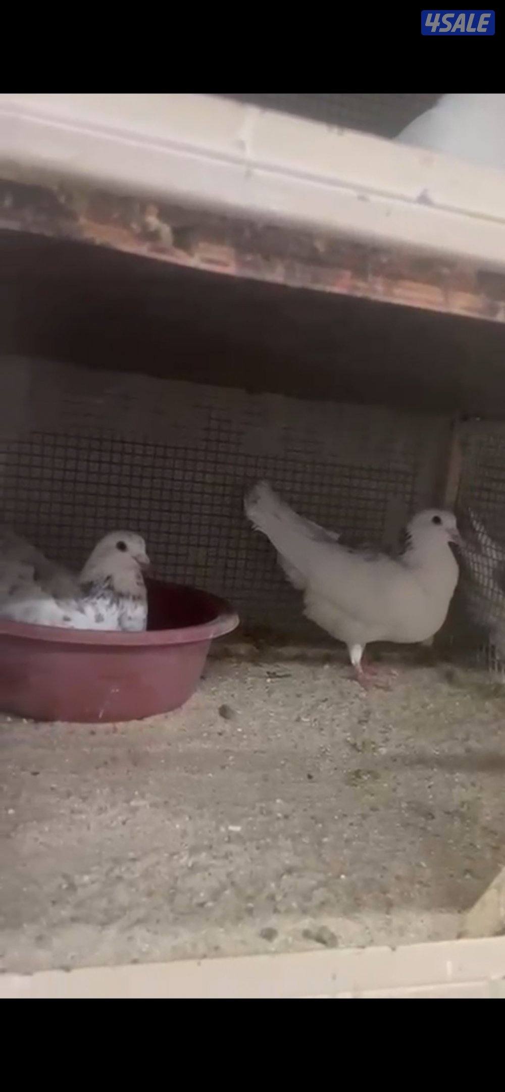 للبيع ازواج حمام لاحم الوزان تراكيب حمام نظيف ومطعم شرط الصحه9ازواج و3