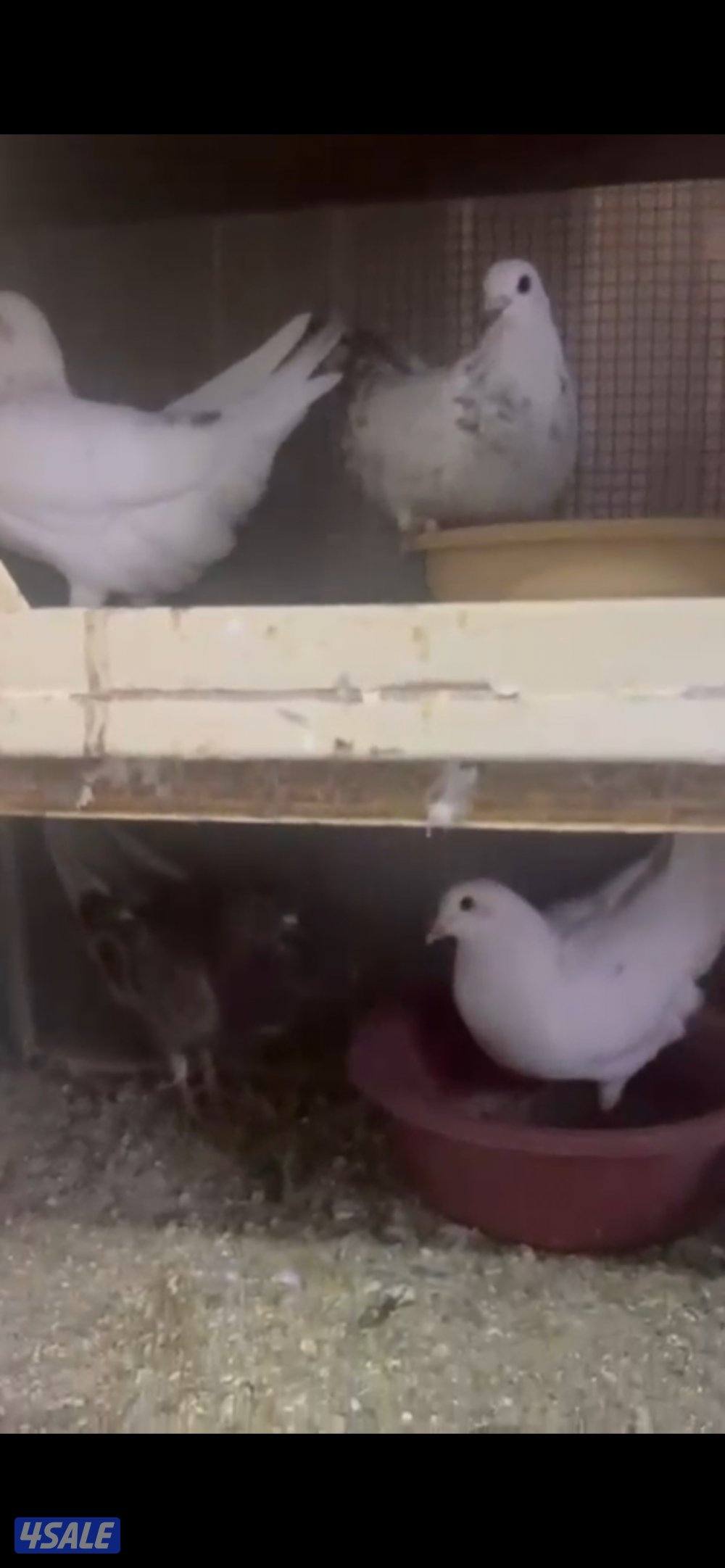 للبيع ازواج حمام لاحم الوزان تراكيب حمام نظيف ومطعم شرط الصحه9ازواج و4