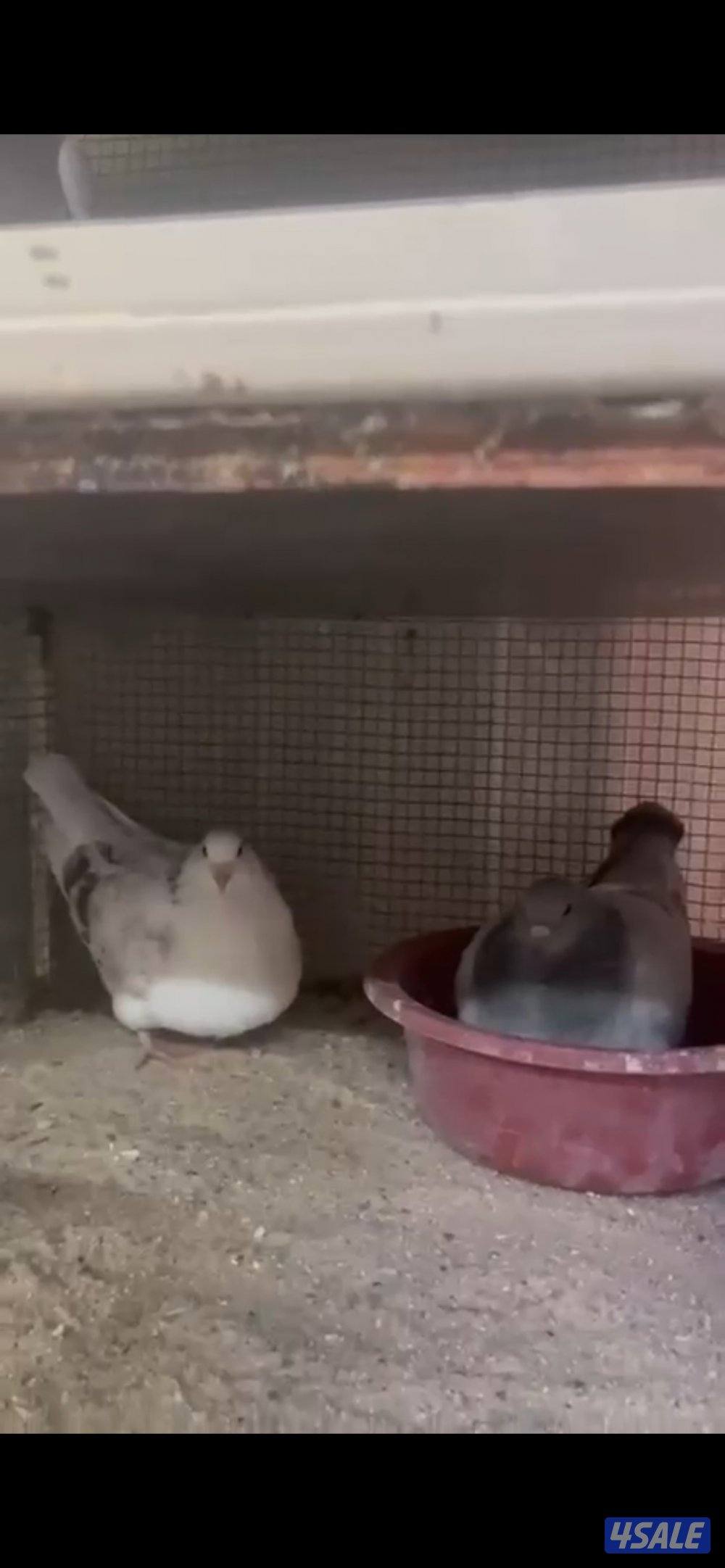 للبيع ازواج حمام لاحم الوزان تراكيب حمام نظيف ومطعم شرط الصحه9ازواج و5