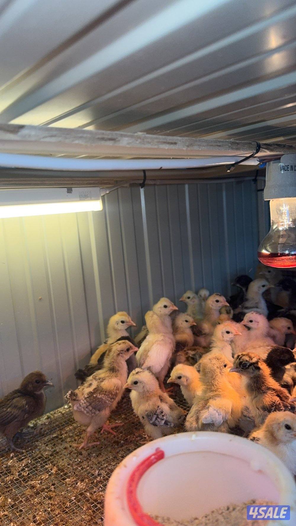 صيصان ( عربي قديم + حباحب + عراقيات ) العدد 100 فرخ0