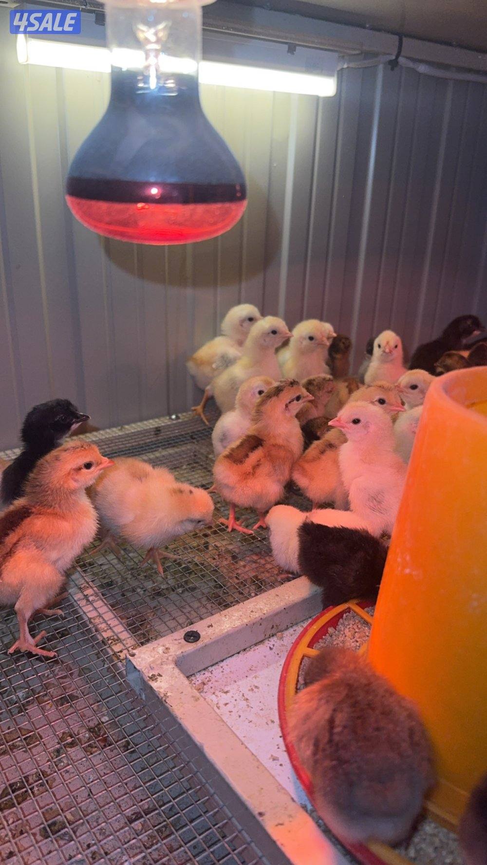 صيصان ( عربي قديم + حباحب + عراقيات ) العدد 100 فرخ1