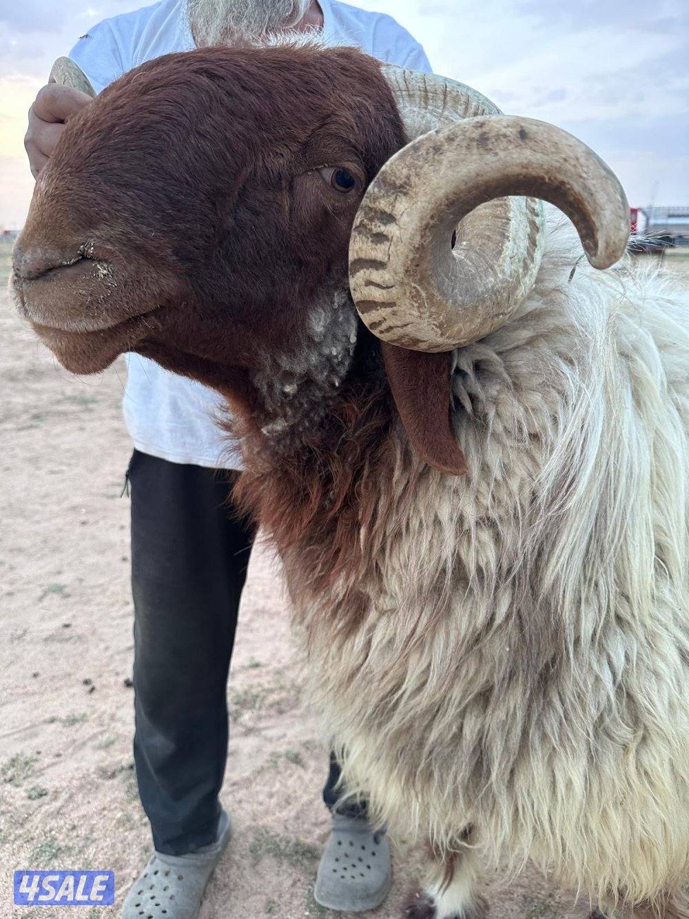 فحل توه كاسر سدسد شرط القريع0