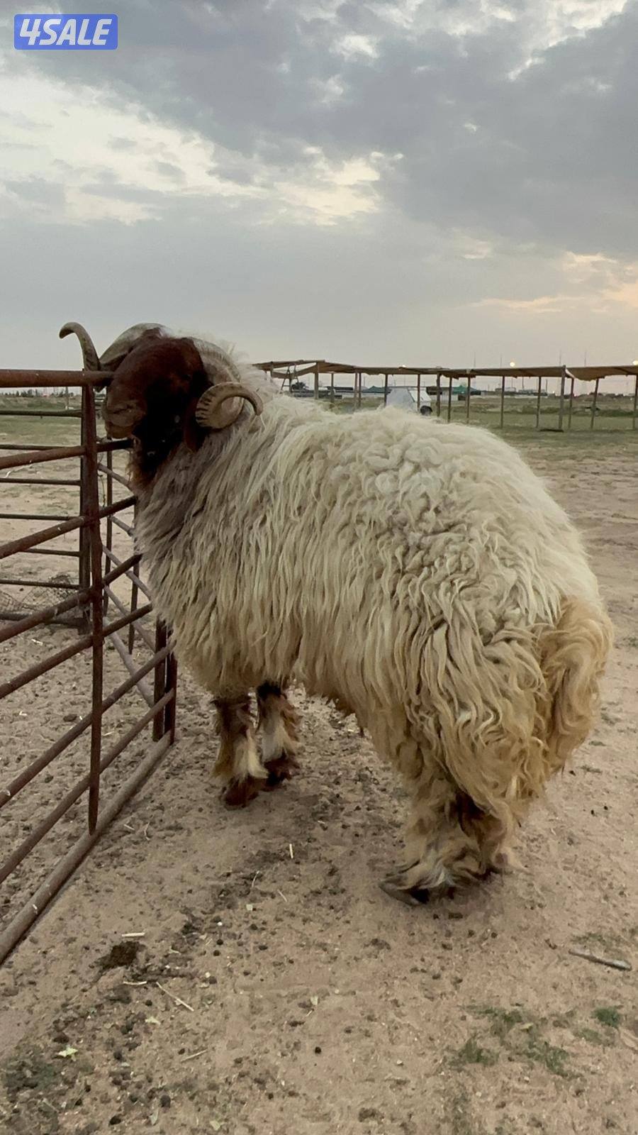 فحل توه كاسر سدسد شرط القريع2