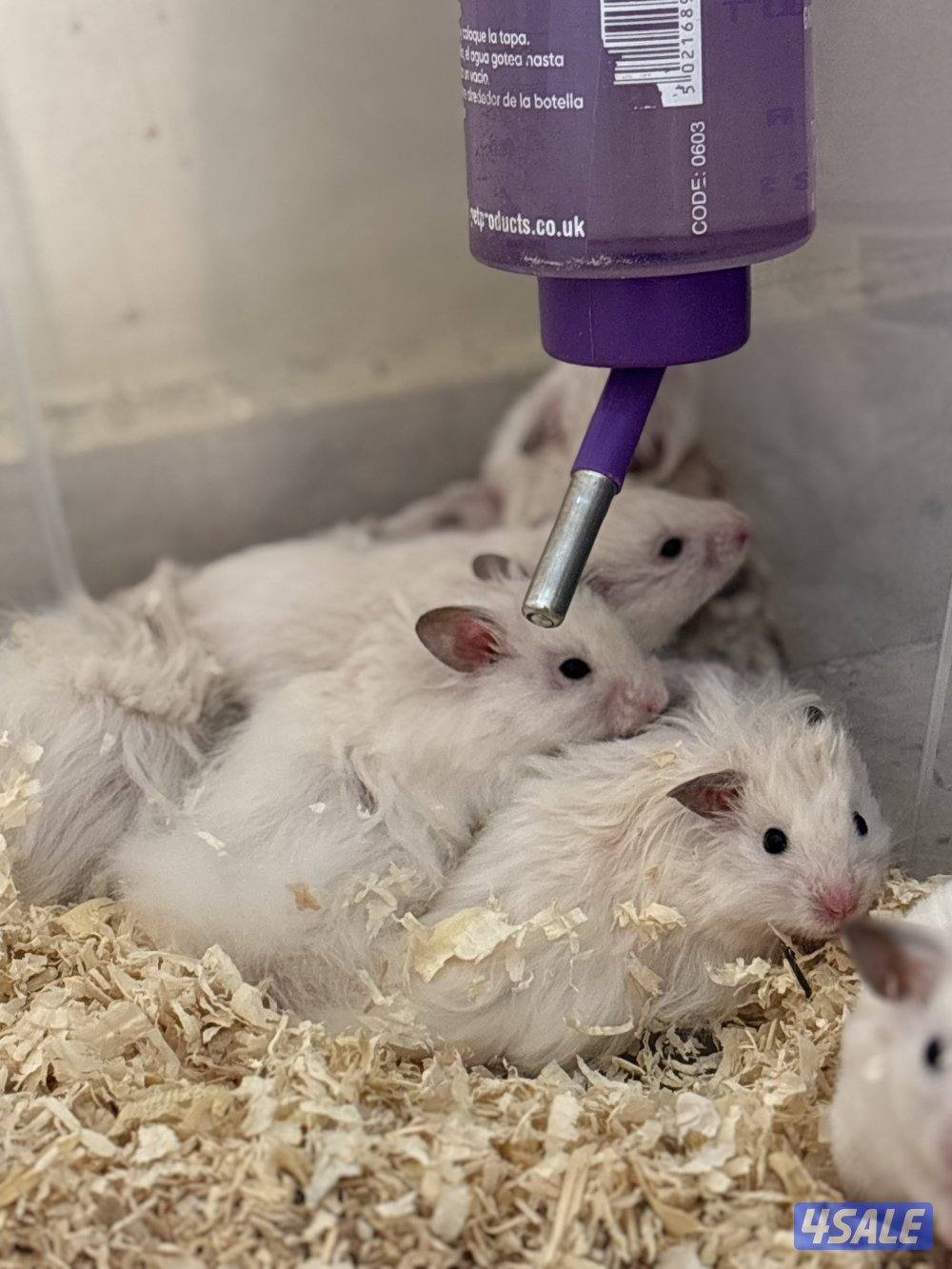 هامستر سوري للبيع0