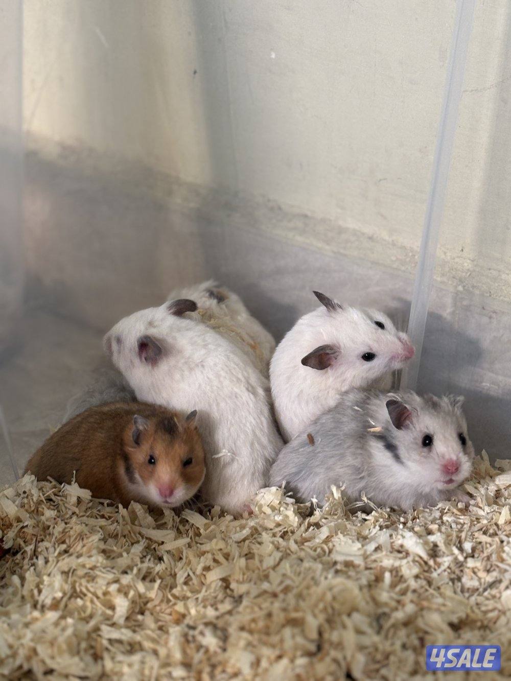 هامستر سوري للبيع1