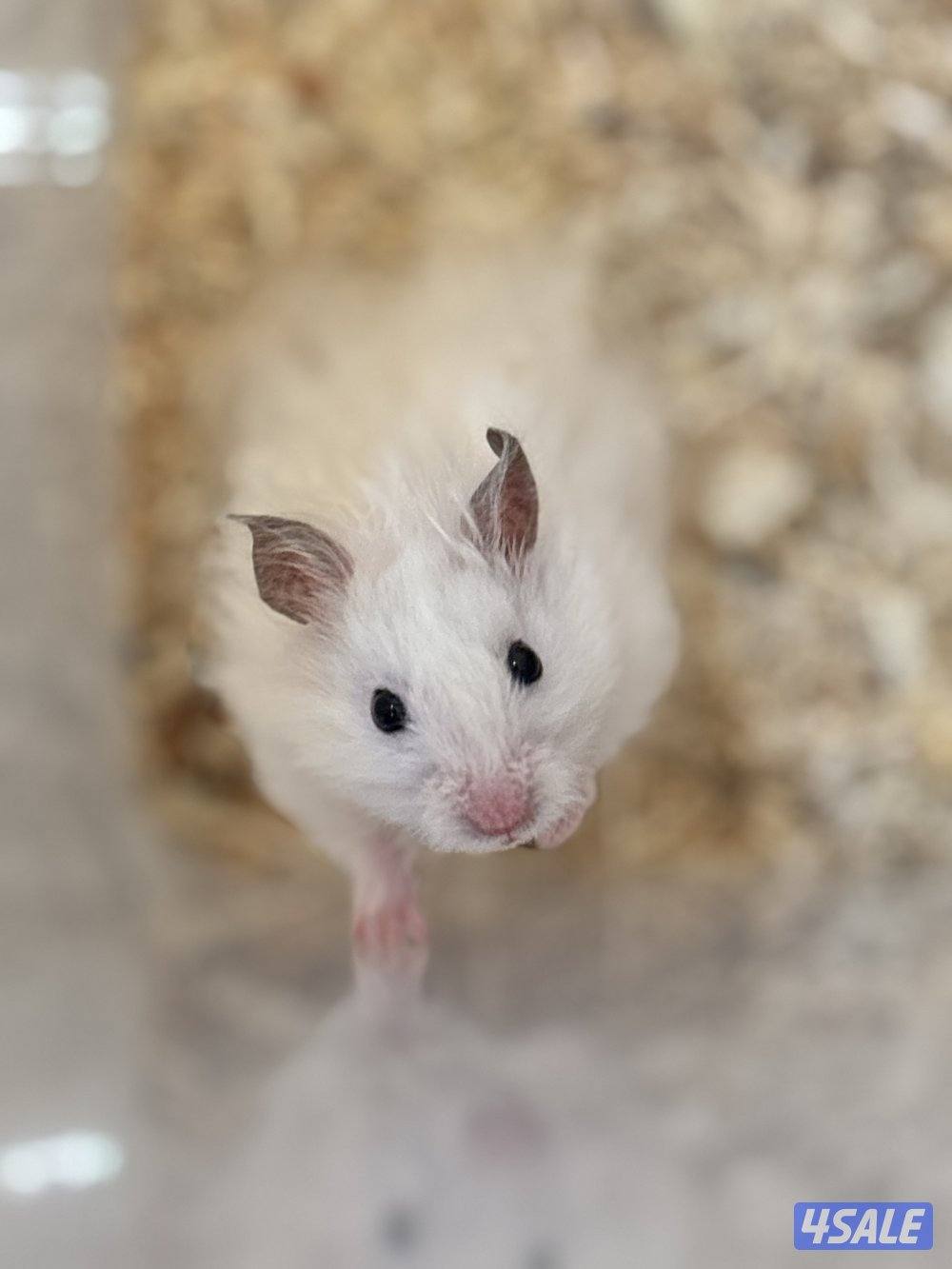 هامستر سوري للبيع2