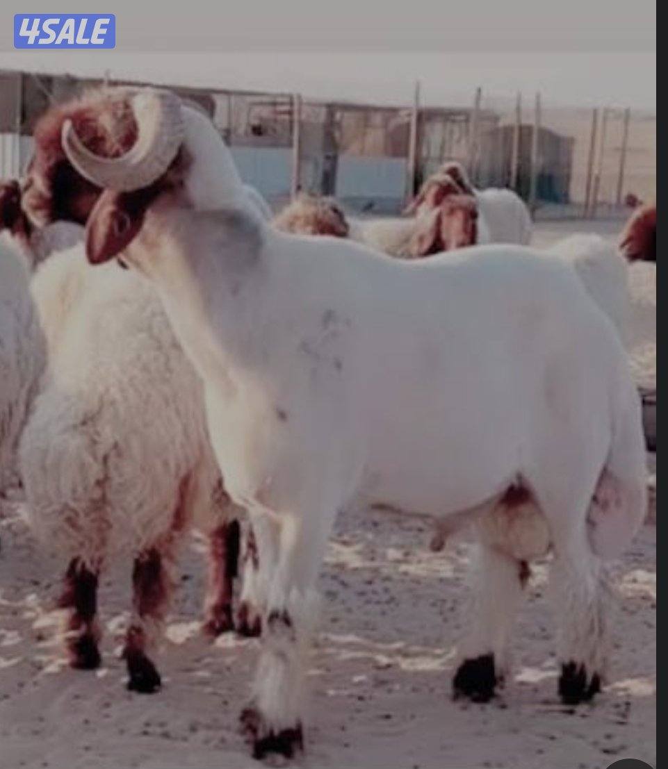 ابو علي لجز الاغنام مكينة ومقص شغل نظيف0