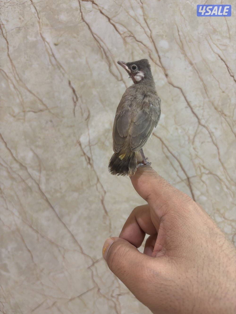 فروخ بلابل عس صحه ونظافة2