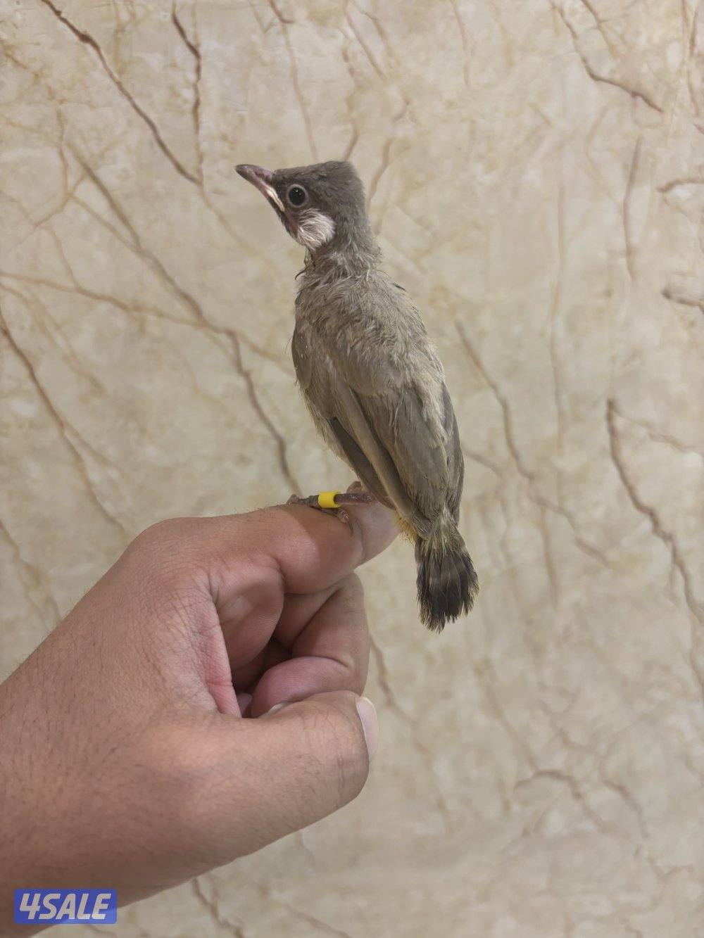 فروخ بلابل عس صحه ونظافة3