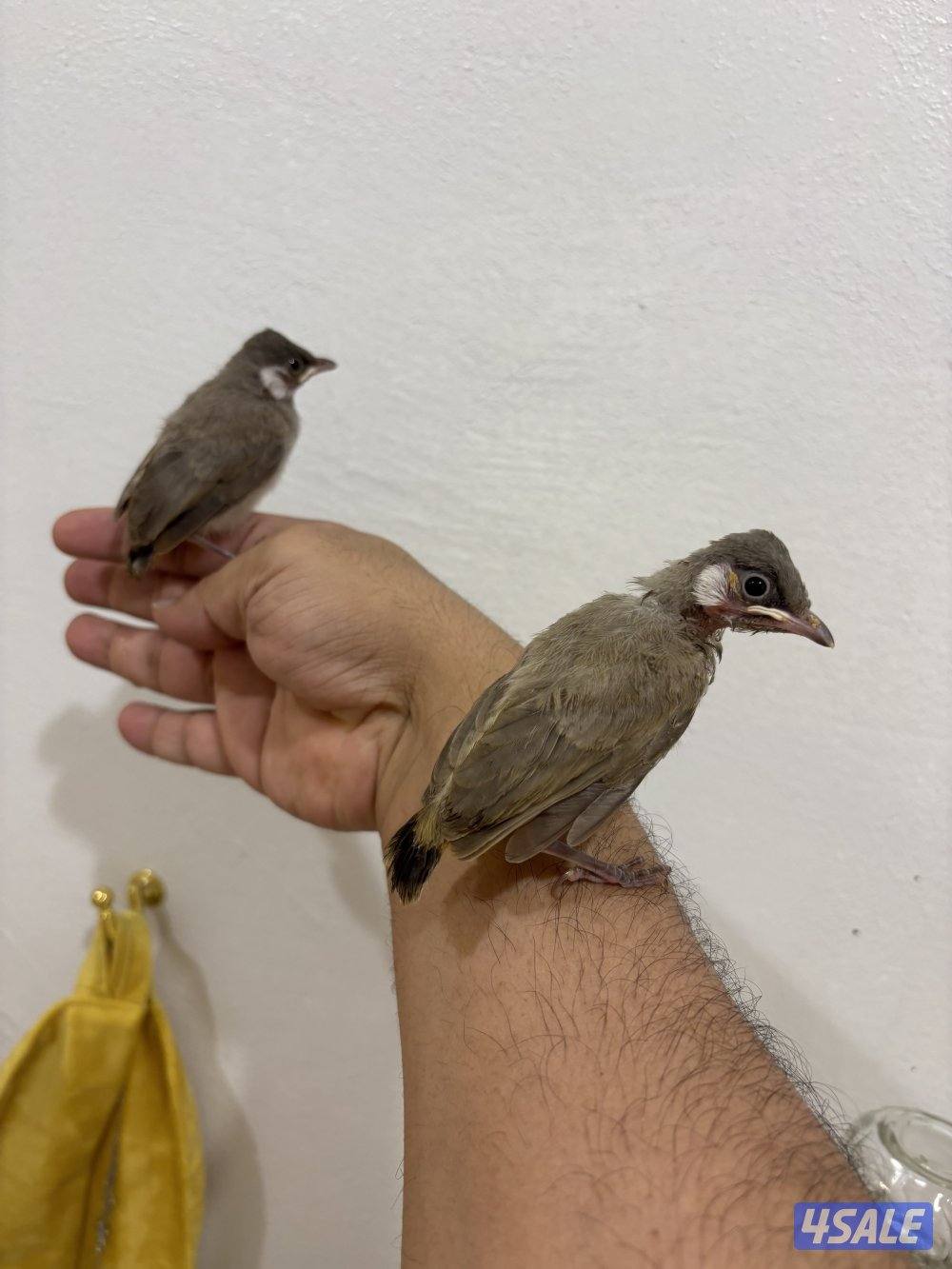 فروخ بلابل عس صحه ونظافة4