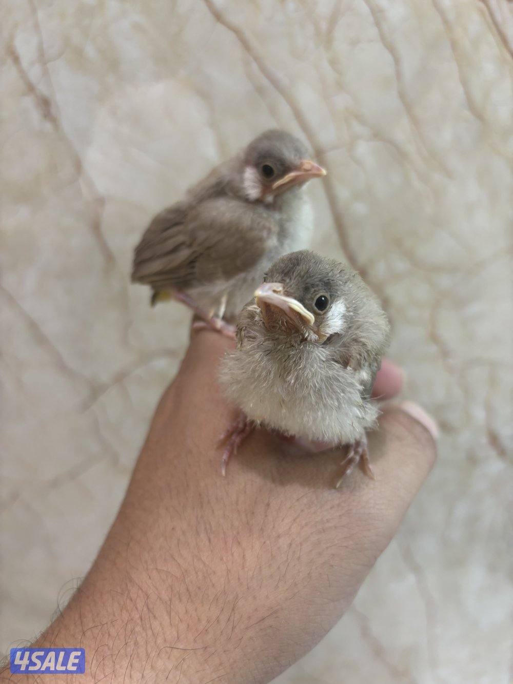 فروخ بلابل عس صحه ونظافة5