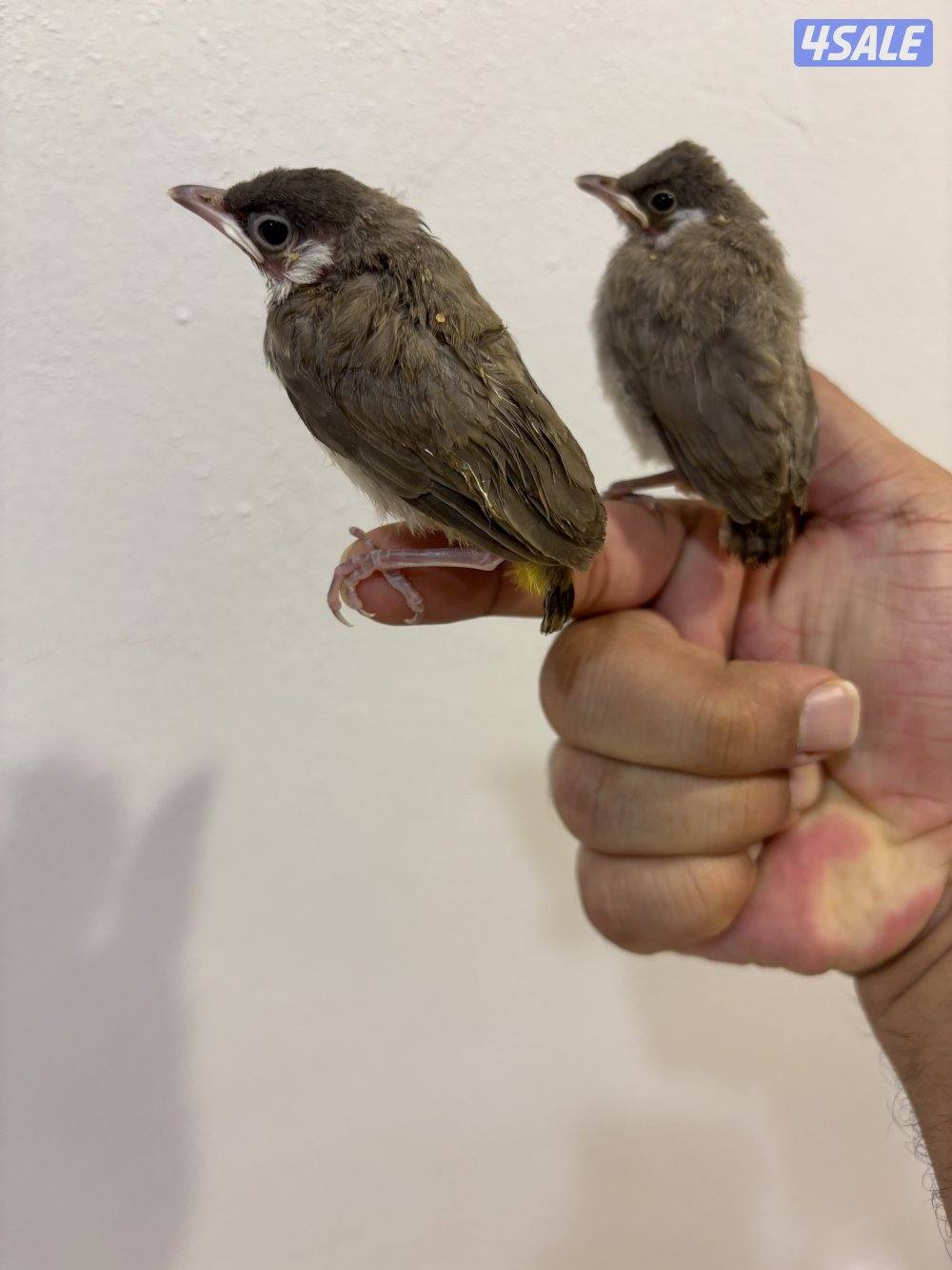 فروخ بلابل عس صحه ونظافة6