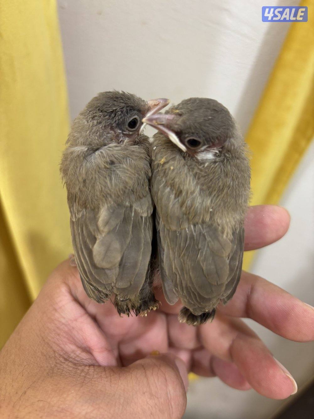 فروخ بلابل عس صحه ونظافة7