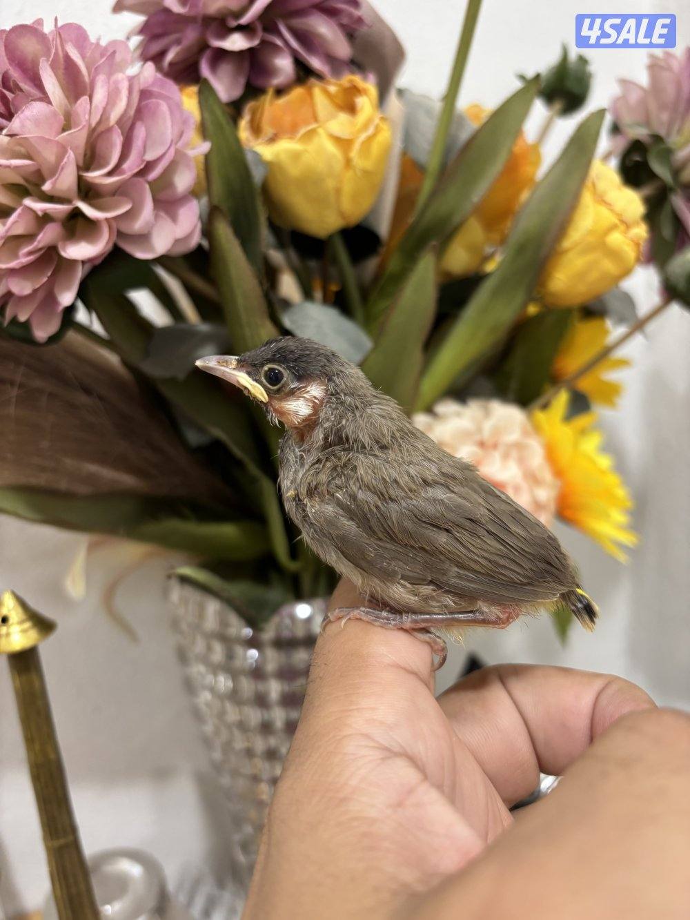 فروخ بلابل عس صحه ونظافة8