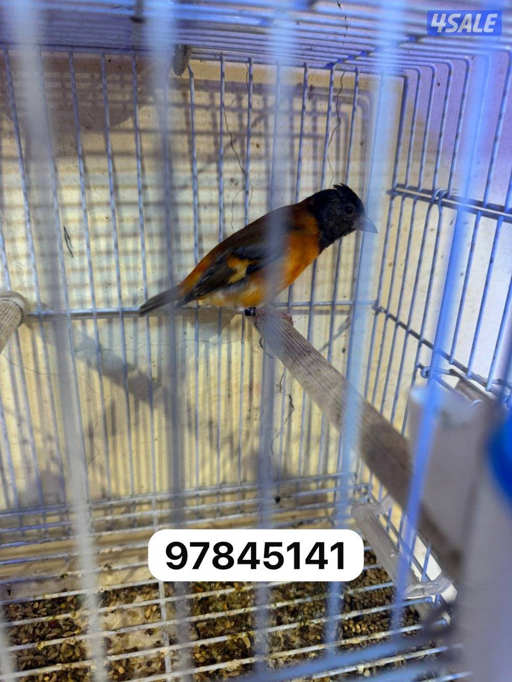 طير سسكن ذكر تغريد لون برتقالي0