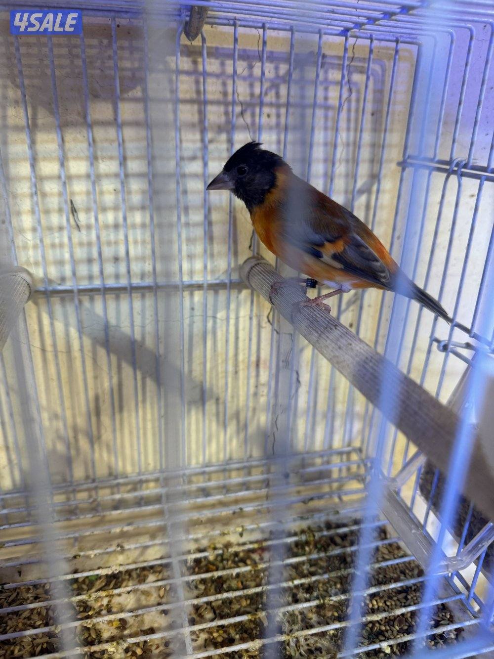 طير سسكن ذكر تغريد لون برتقالي1