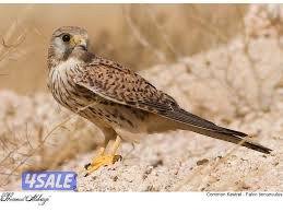 طيور صغيره يوقف على اليد وشرط الصحه0