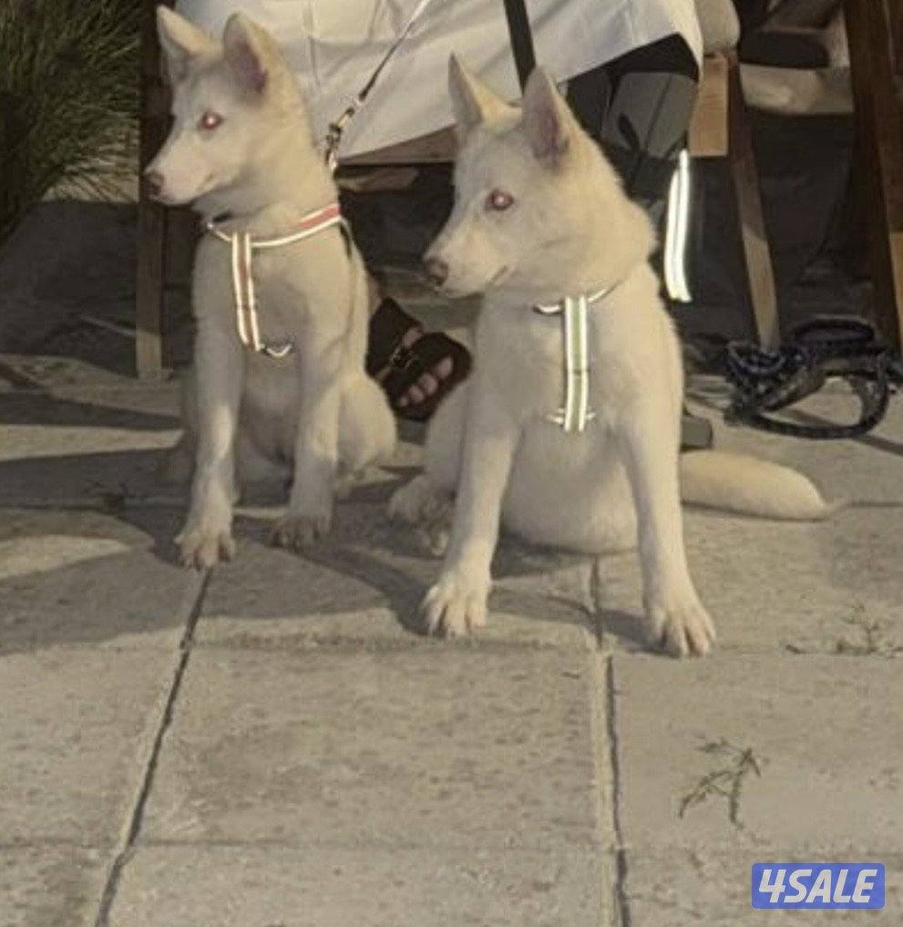 جراوه هسكي0