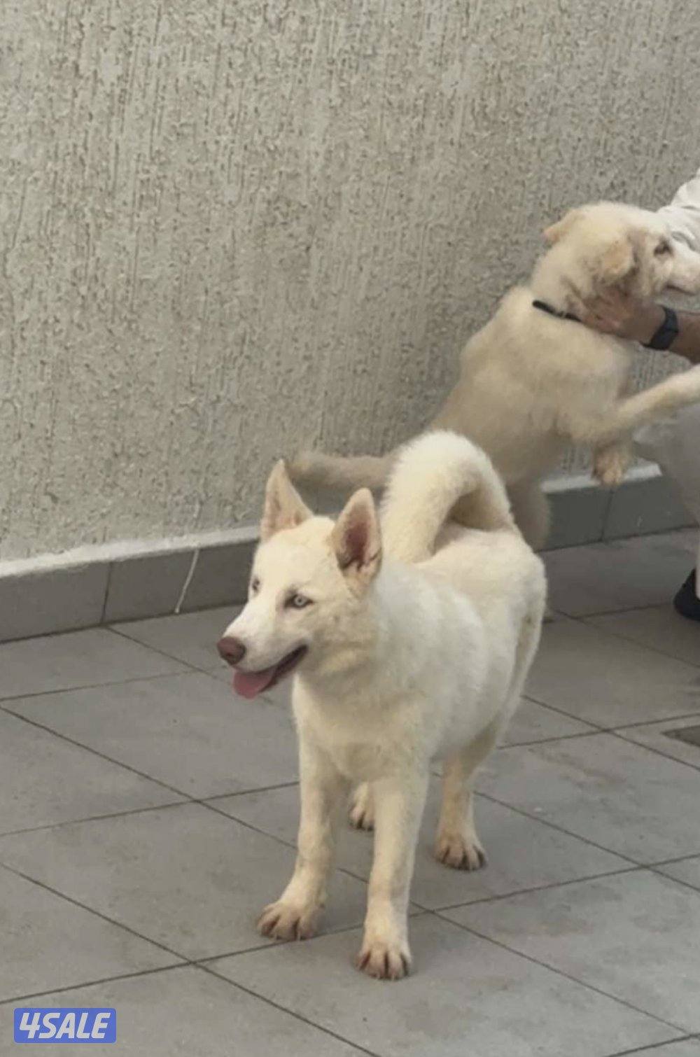 جراوه هسكي1