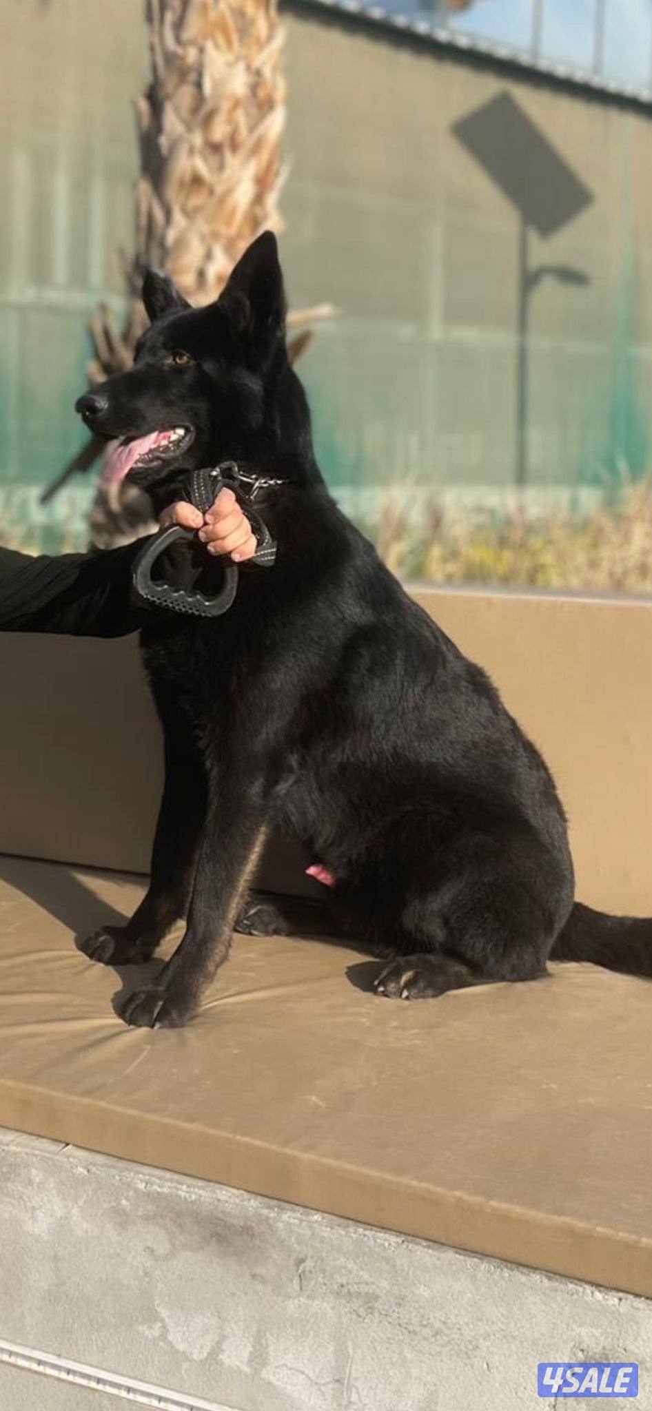 بلاك جاك ضخم0